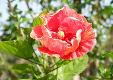 Beautiful Red Flower