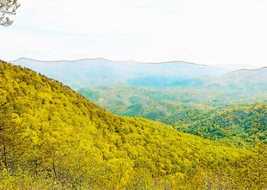 Chattahoochee Forest