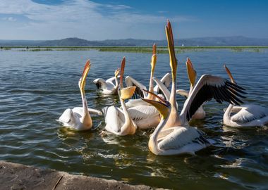 birds white pelican