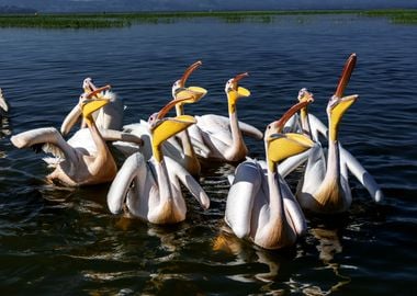 birds swimming