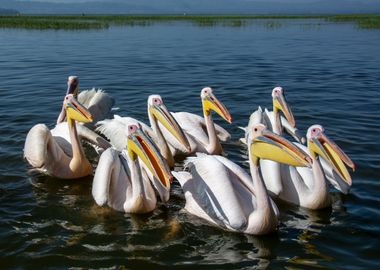 pelicans