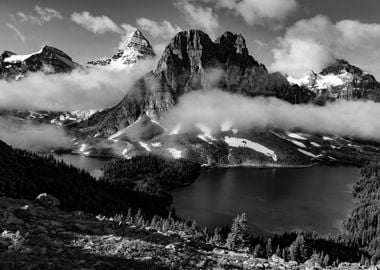 Assiniboine Black