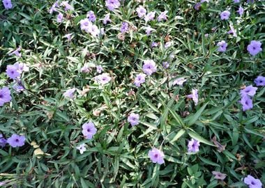 Beautiful Fresh Flower