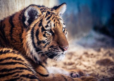 Young tiger lies on ground