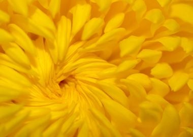 Yellow dahlia petals