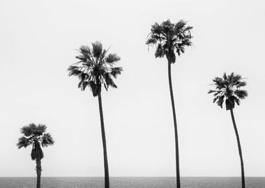 Palm trees by the sea