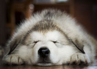  Husky Dogs Puppy Sleeping