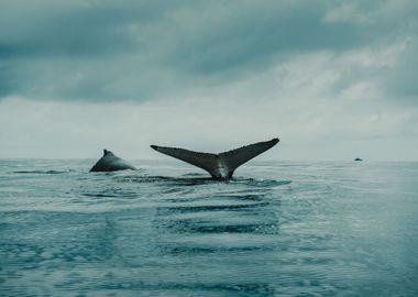 Whale in the ocean