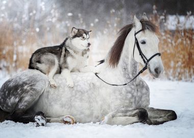  Horse Husky oun