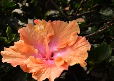 Hibiscus Flower Fantasy