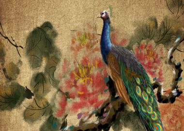 Peacock Bird Animal