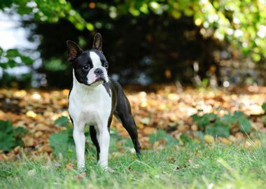 Boston terrier