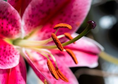 Pink Oriental Lily