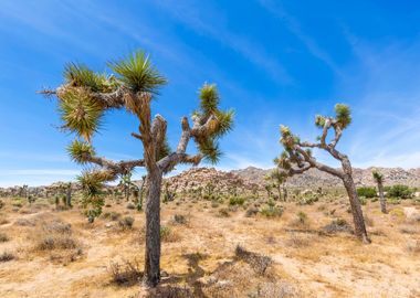 Joshua Tree National Park 