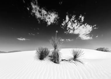 White Sands Impression 