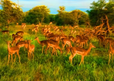 Deer Herd