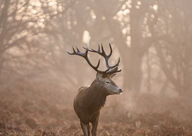 Stag of Richmond Park