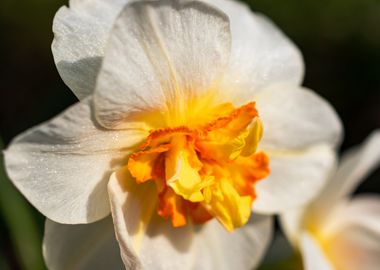 White Daffodil flower