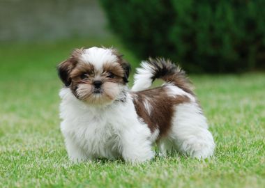 Shih Tzu puppy