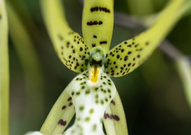 Exotic orchid flower