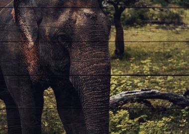 Elephant Art