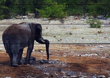 Elephant Art