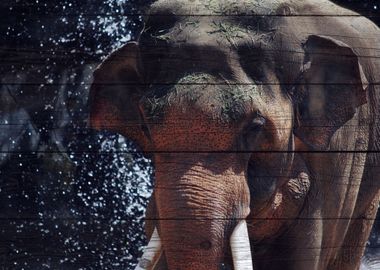 Elephant Art