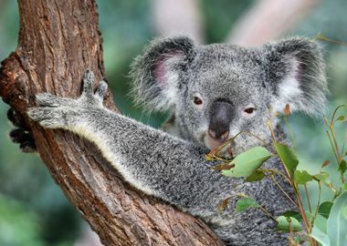 Koala Bear on the Tree