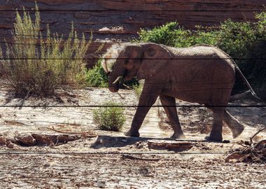 Elephant Art