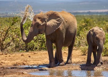 Elephants Animals