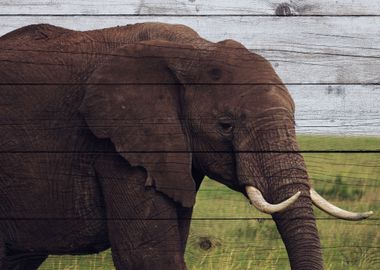 Elephant Art