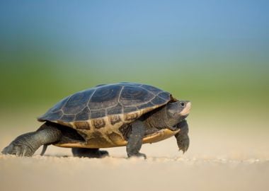 Turtle walking on sand