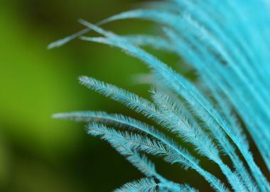 Blue feather macro