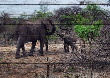 Elephant Art