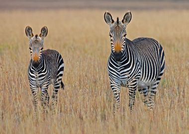 Zebras on the Field