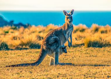 Kangaroo with Baby