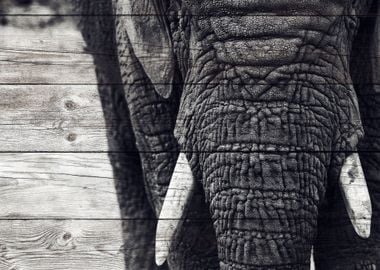 Elephant Art