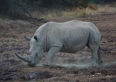 Rhino Animal