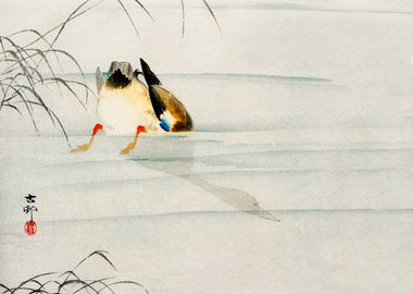 Diving Mallard duck print 