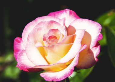 Pink rose in shadow