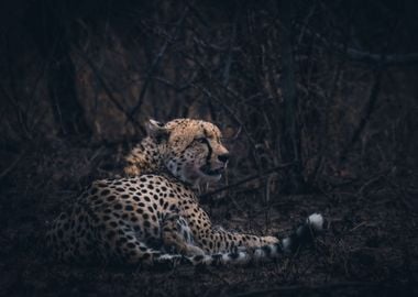 Cheetah