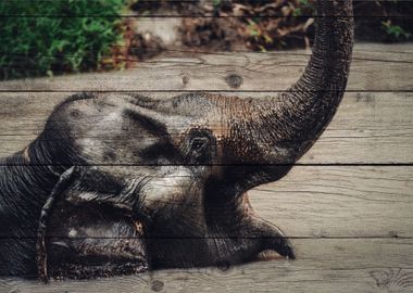 Elephant Art