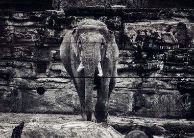 Elephant Art