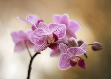 Orchidea flowers