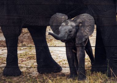 Elephant Art