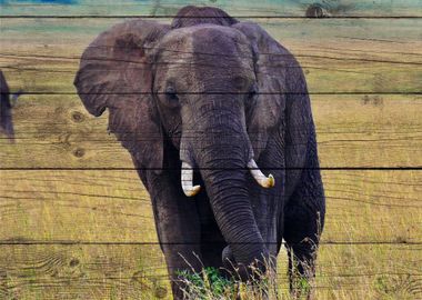 Elephant Art