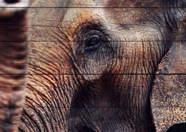 Elephant Art