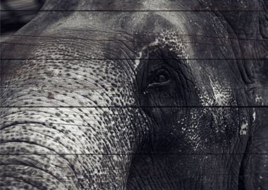 Elephant Art