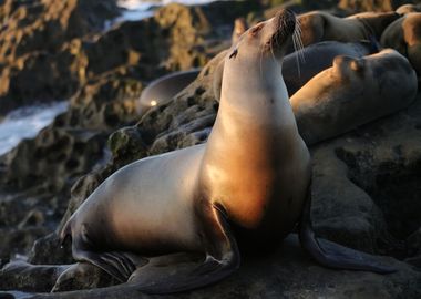 California Sea Lion