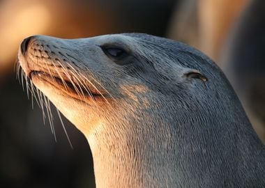 California Sea Lion